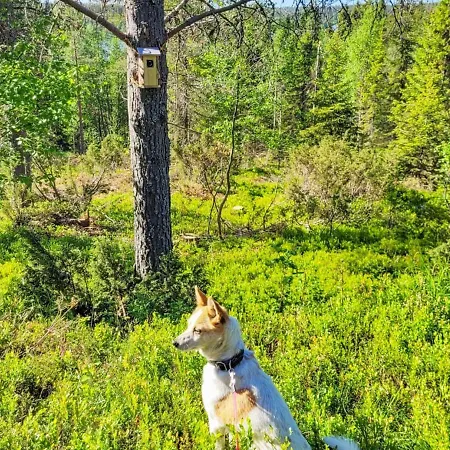 Tatil Evi Kelovalta 7b By Interhome *